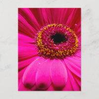 marguerite rose chaud