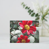 Carte Postale marguerite rose chaud rouge / marguerites fleurs (Debout devant)