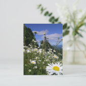 Carte Postale Marguerites (Debout devant)