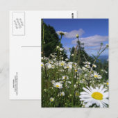 Carte Postale Marguerites (Devant / Derrière)