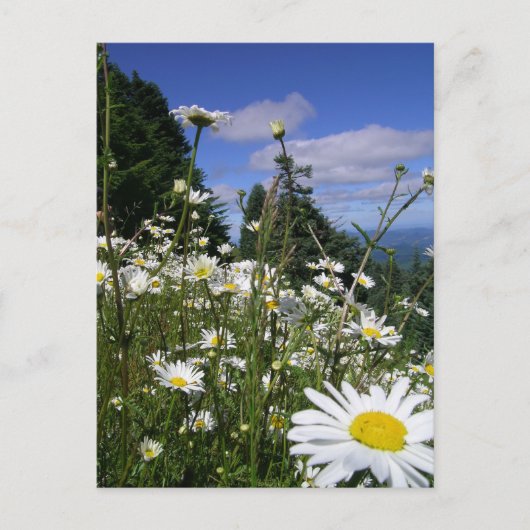 Carte Postale Marguerites (Devant)