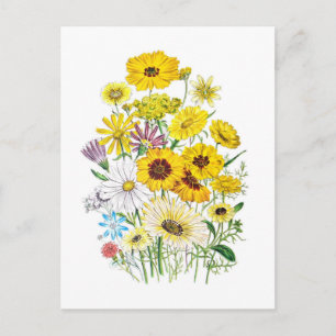 Carte Postale Marguerites