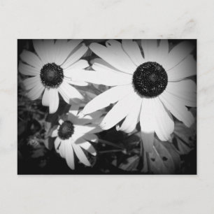 Carte Postale Marguerites