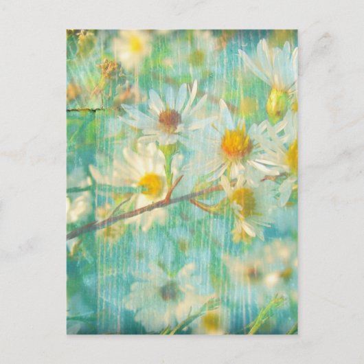 Carte Postale Marguerites (Devant)