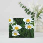 Carte Postale Marguerites (Debout devant)