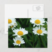 Carte Postale Marguerites (Devant / Derrière)