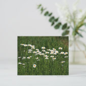 Carte Postale Marguerites (Debout devant)
