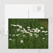 Carte Postale Marguerites (Devant / Derrière)