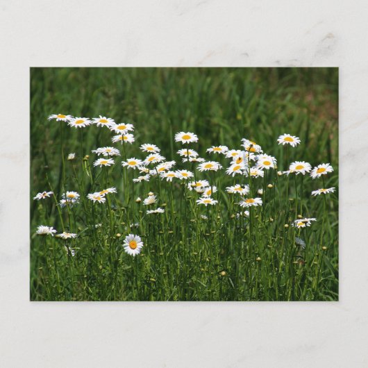 Carte Postale Marguerites (Devant)