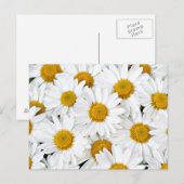 Carte Postale Marguerites (Devant / Derrière)