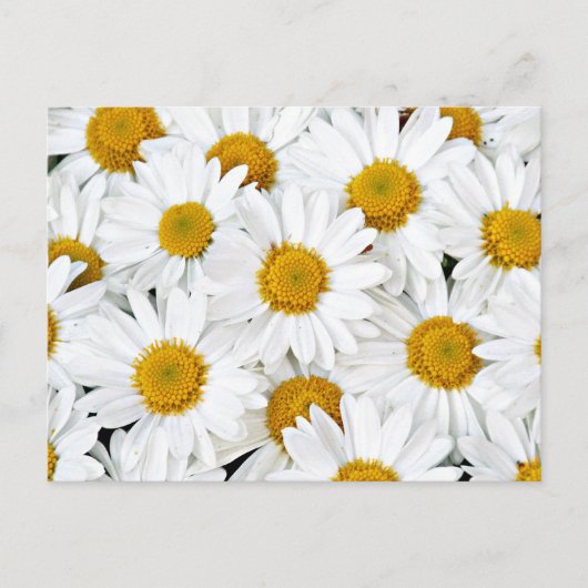 Carte Postale Marguerites (Devant)