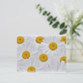 Carte Postale Marguerites 6 (Debout devant)