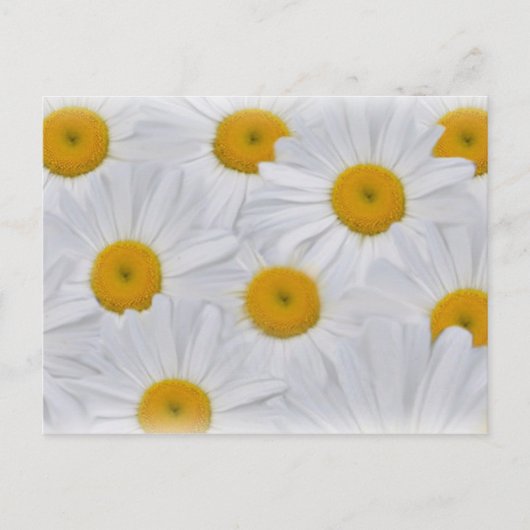 Carte Postale Marguerites 6 (Devant)