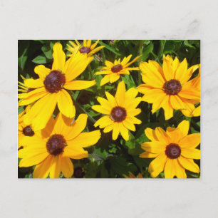 Carte Postale Marguerites à œil noir - Rudbeckias