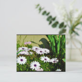 Carte Postale Marguerites africaines blanches (Debout devant)