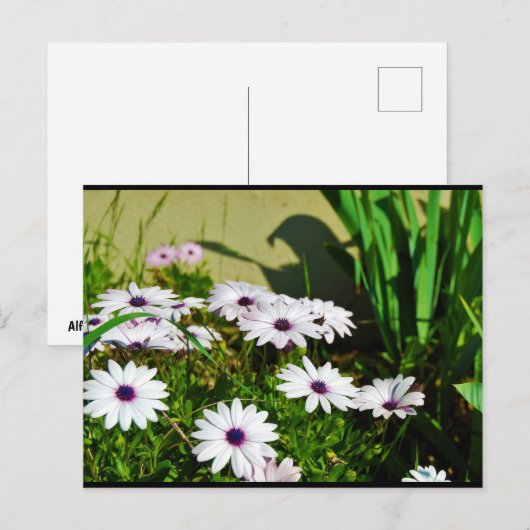 Carte Postale Marguerites africaines blanches (Devant / Derrière)
