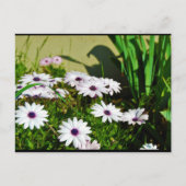Carte Postale Marguerites africaines blanches (Devant)