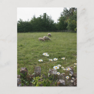 Carte Postale Marguerites avec agneaux