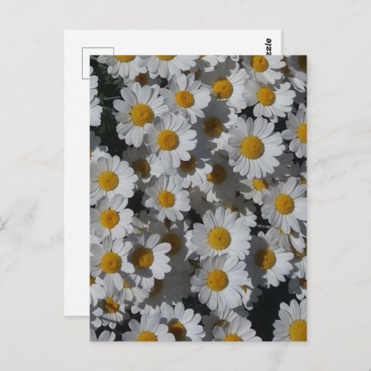 Carte Postale Marguerites blanches (Devant / Derrière)