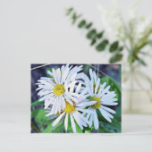 Carte Postale Marguerites blanches (Debout devant)