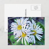 Carte Postale Marguerites blanches (Devant / Derrière)