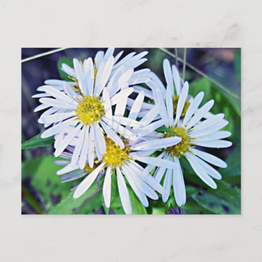 Carte Postale Marguerites blanches (Devant)