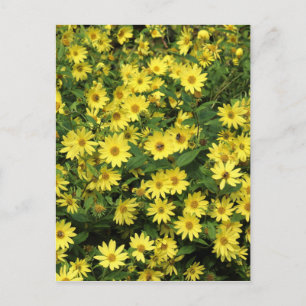 Carte Postale Marguerites jaunes