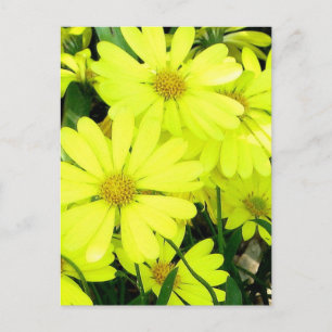 Carte Postale Marguerites jaunes