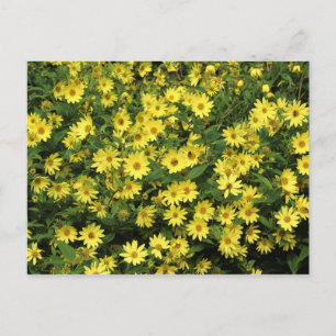 Carte Postale Marguerites jaunes