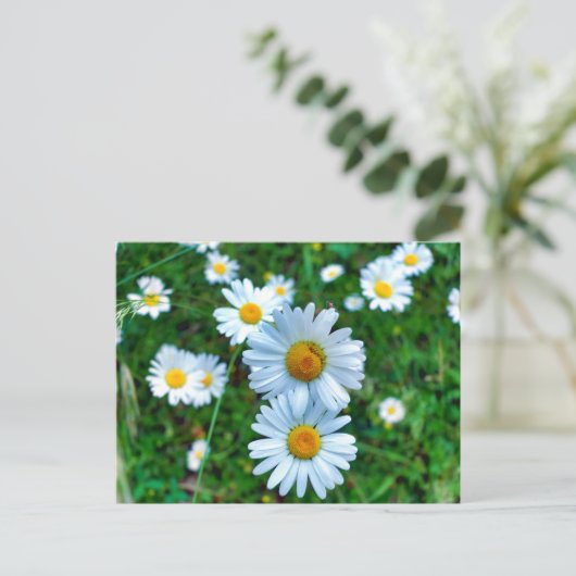 Carte Postale Marguerites oculaires (Debout devant)