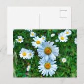 Carte Postale Marguerites oculaires (Devant / Derrière)
