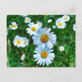 Carte Postale Marguerites oculaires (Devant)
