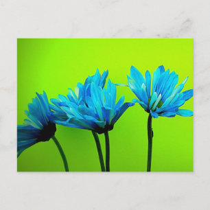 Carte Postale Marguerites turquoise turquoises sur les cadeaux d