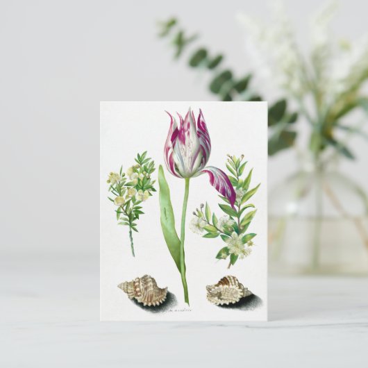 Carte Postale Maria Sibylla Merian Tulipe, Deux Branches de Myrt (Debout devant)