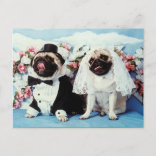 Carte postale Mariage carlin Dogs