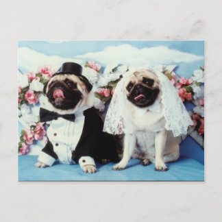 Carte postale Mariage carlin Dogs