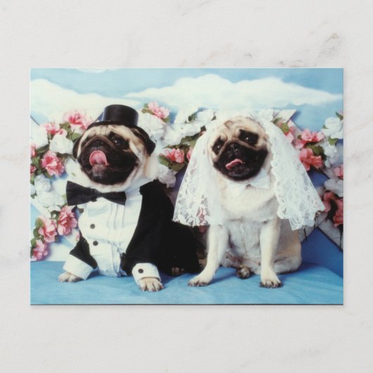 Carte postale Mariage carlin Dogs (Devant)