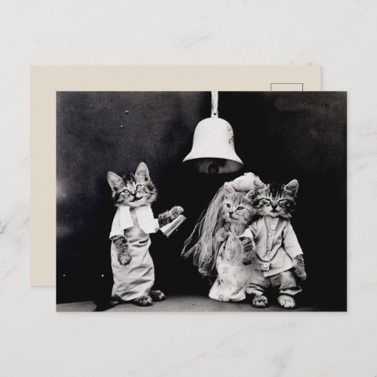 Carte Postale Mariage de Chatte (Devant / Derrière)