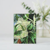 Carte Postale Marianne Nord - Olearia argophylla (Debout devant)