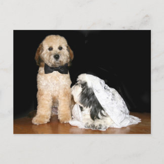 Carte Postale Marié et marié canin