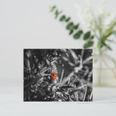 Carte Postale Marienkäfer (Debout devant)