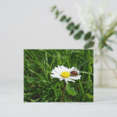 Carte Postale marienkäfer auf gänseblümchen (Debout devant)