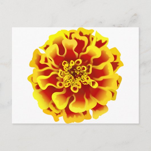 Carte Postale Marigold (Devant)