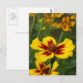 Carte postale Marigold Flowers (Devant / Derrière)