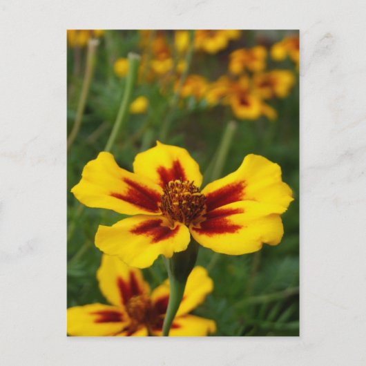 Carte postale Marigold Flowers (Devant)