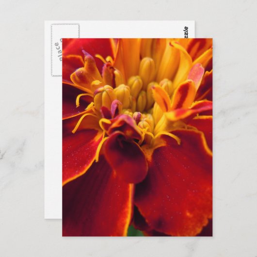 Carte Postale Marigold haut (Devant / Derrière)