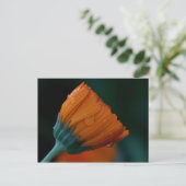 Carte Postale marigold orange (Debout devant)