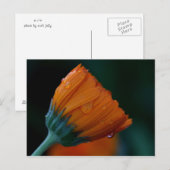 Carte Postale marigold orange (Devant / Derrière)