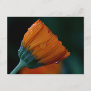 Carte Postale marigold orange