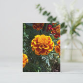 Carte Postale Marigolds orange vertical (Debout devant)